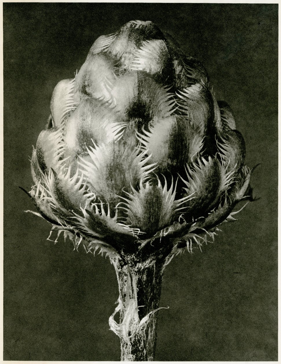 Centaurea Grecesina. 1929 (fotogravura) de Karl Blossfeldt