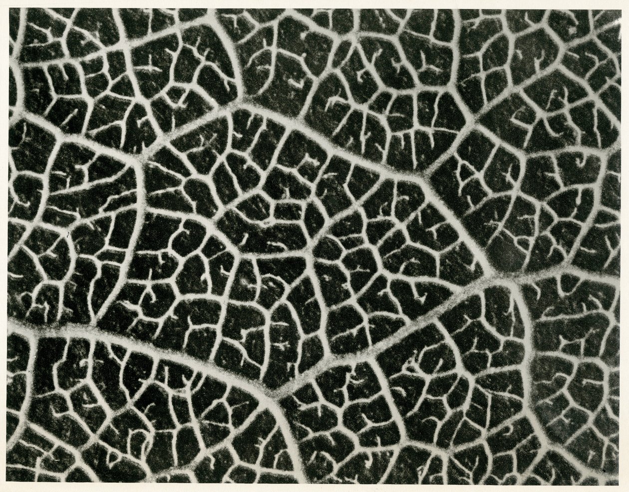 Columbia Blatt. 1929 (fotogravura) de Karl Blossfeldt
