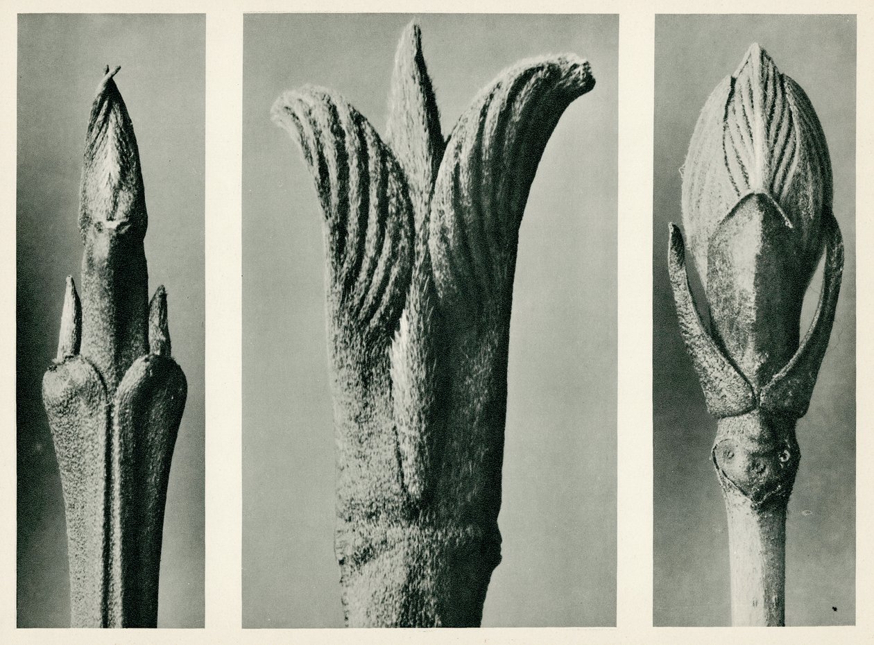 Cornus Brachypoda. 1929 (fotogravura) de Karl Blossfeldt