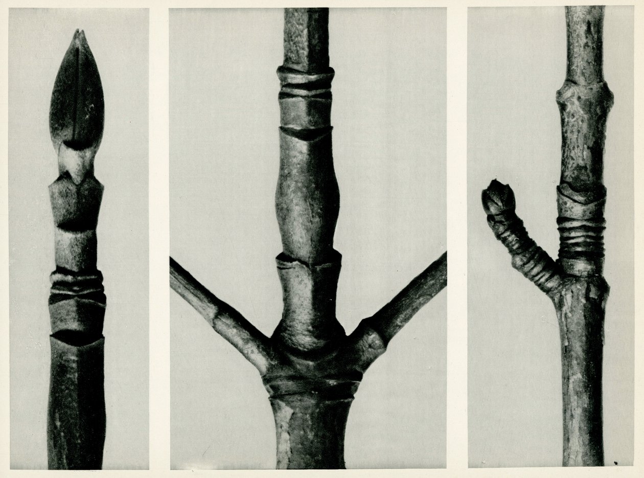 Cornus Nuttalli. 1929 (fotogravura) de Karl Blossfeldt