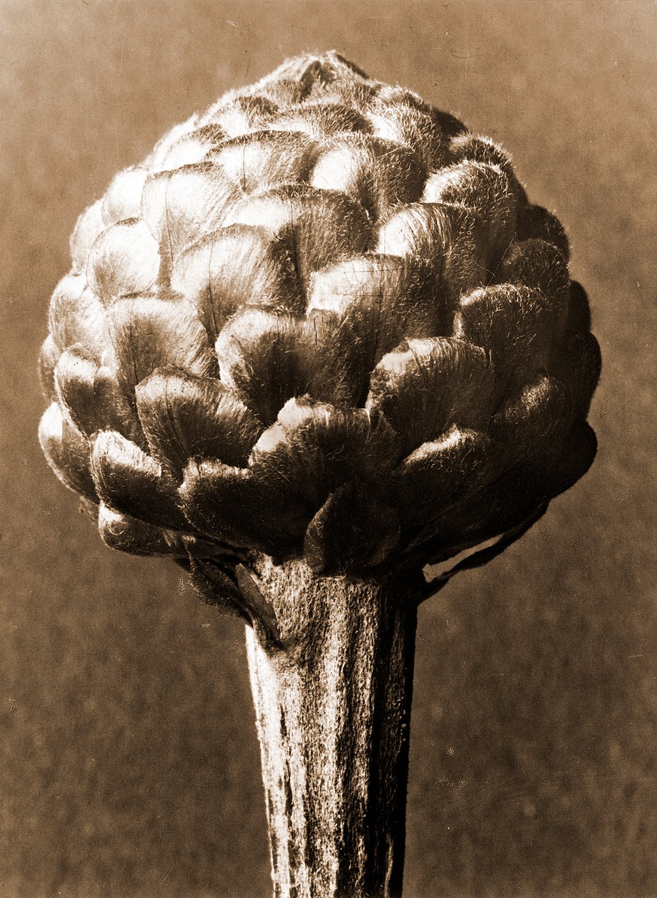 Cynara cardunculus 1929 (fotogravura) de Karl Blossfeldt