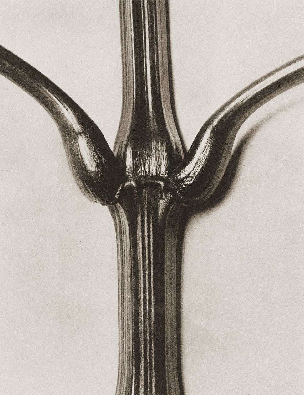 Impatiens glandulifera, 1929 (fotogravura) de Karl Blossfeldt