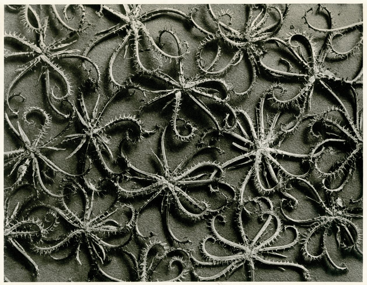 Koelpinia Linearis. 1929 (fotogravura) de Karl Blossfeldt