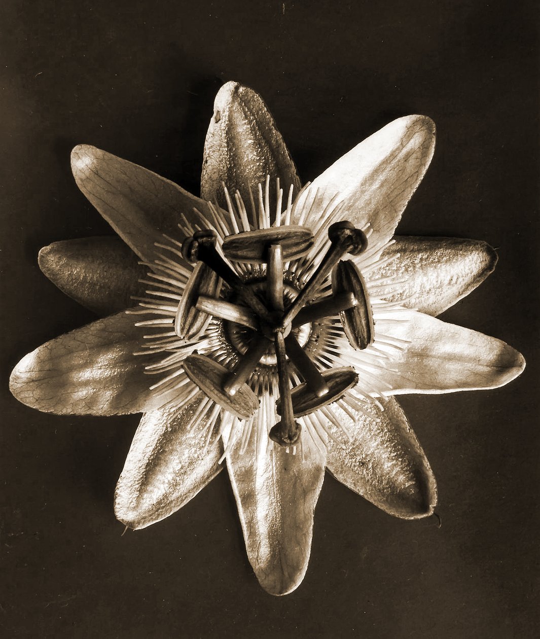 Passiflora, 1929 (fotogravura) de Karl Blossfeldt