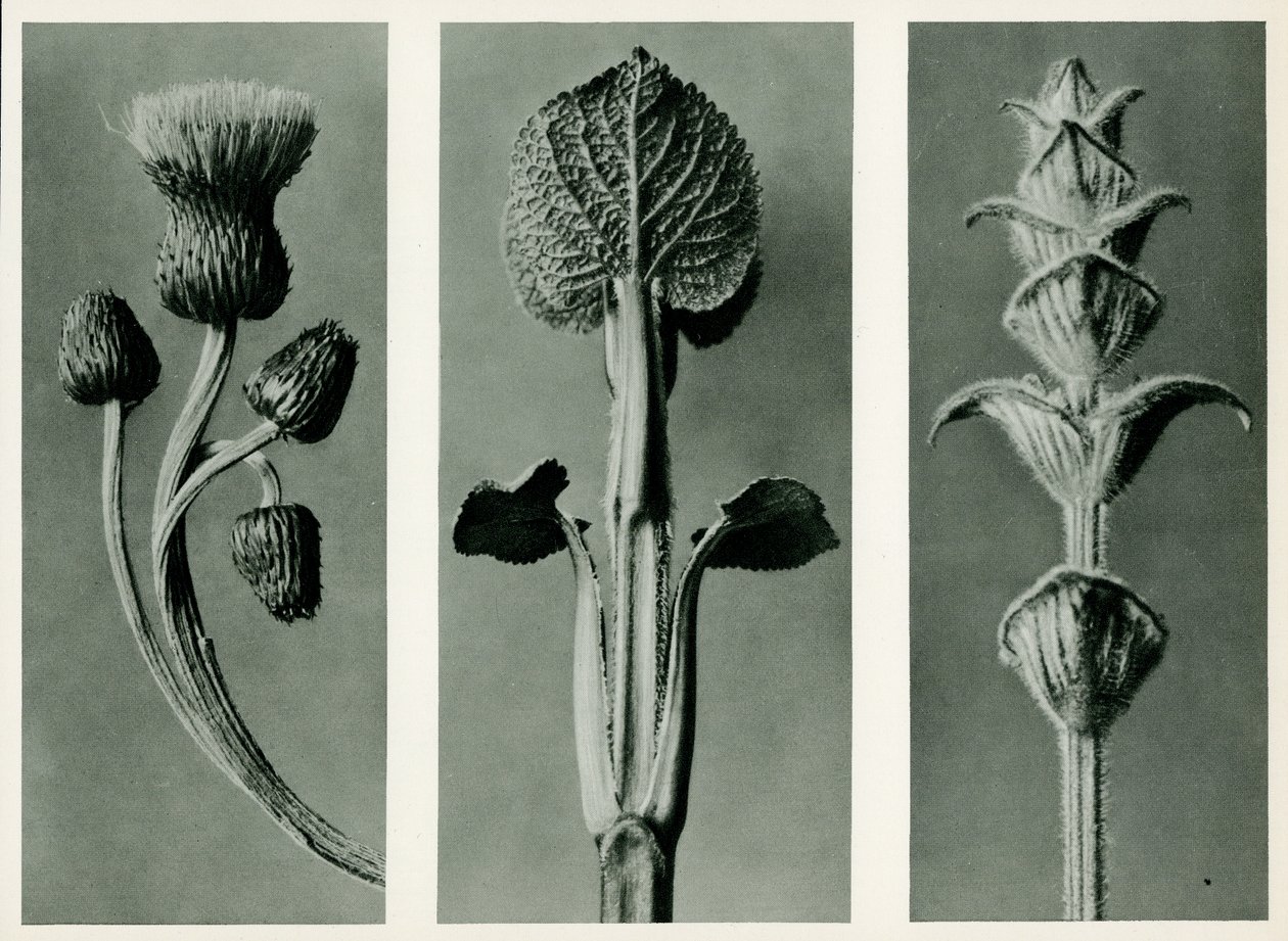 Estudo de três espécies de plantas. 1929 (fotogravura) de Karl Blossfeldt