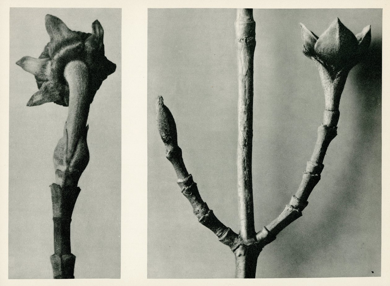Estudo sem título. 1929 (fotogravura) de Karl Blossfeldt