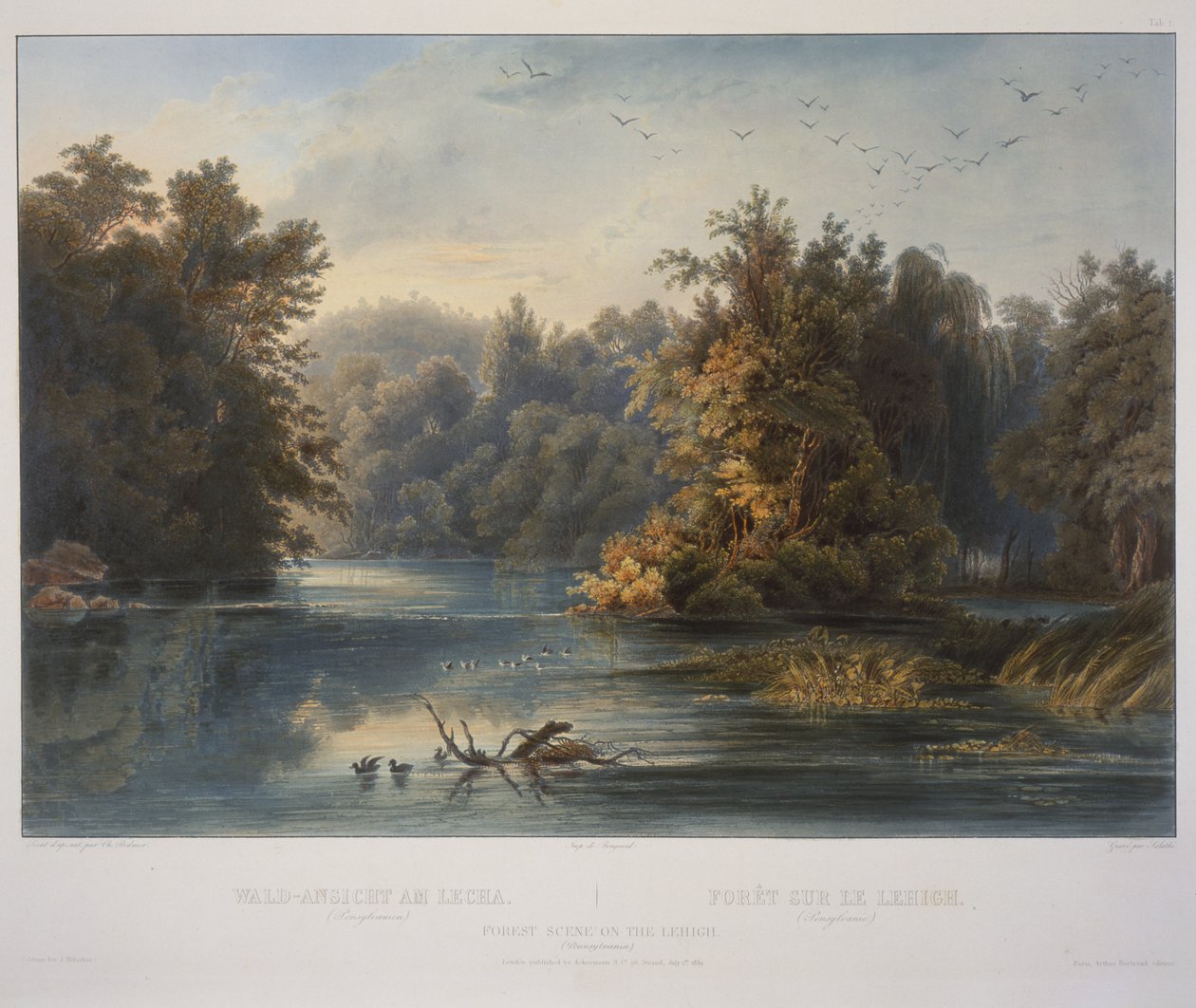 Cena da floresta no Lehigh de Karl Bodmer
