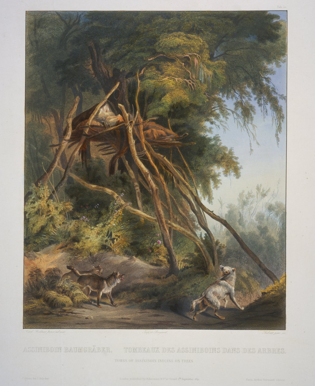 Tumbas dos índios Assiniboin em árvores de Karl Bodmer