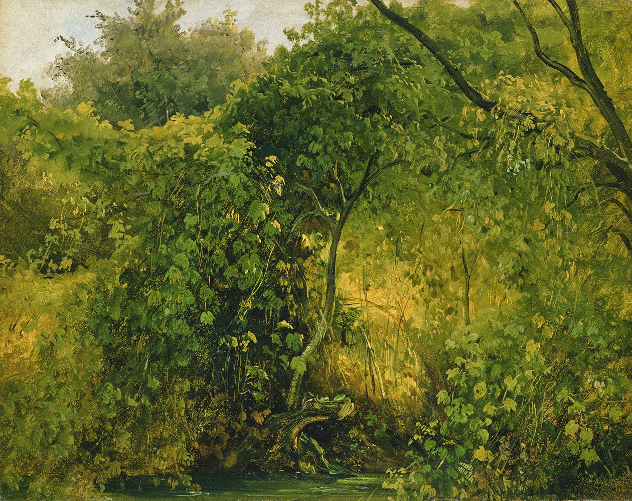 Arbustos em Pillnitz, c.1818-28 (óleo sobre papel) de Karl Gustav Carus