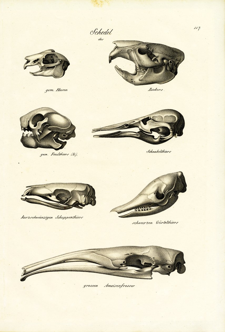 Crânios de Animais, 1824 de Karl Joseph Brodtmann