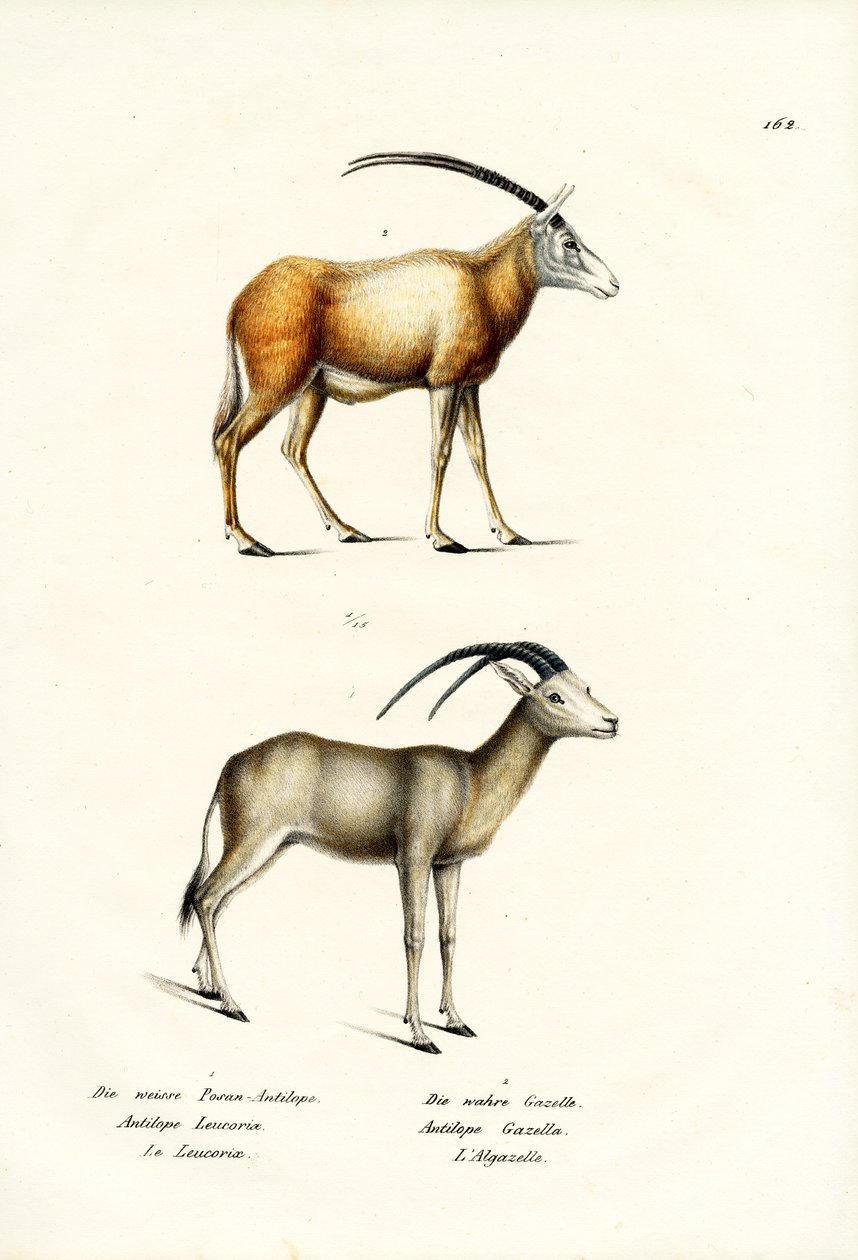 Oryx Árabe, 1824 de Karl Joseph Brodtmann