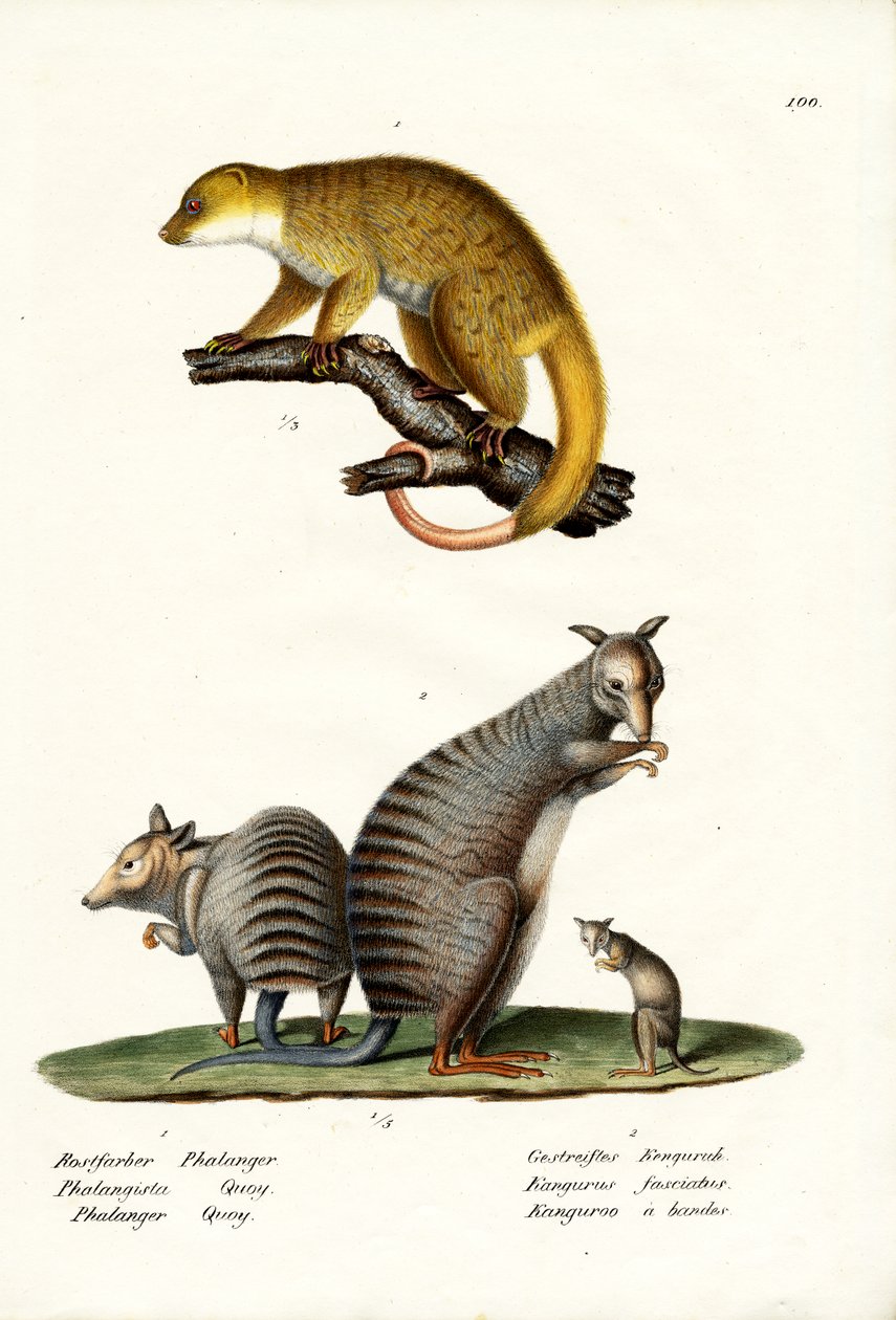 Wallaby Bandado, 1824 de Karl Joseph Brodtmann