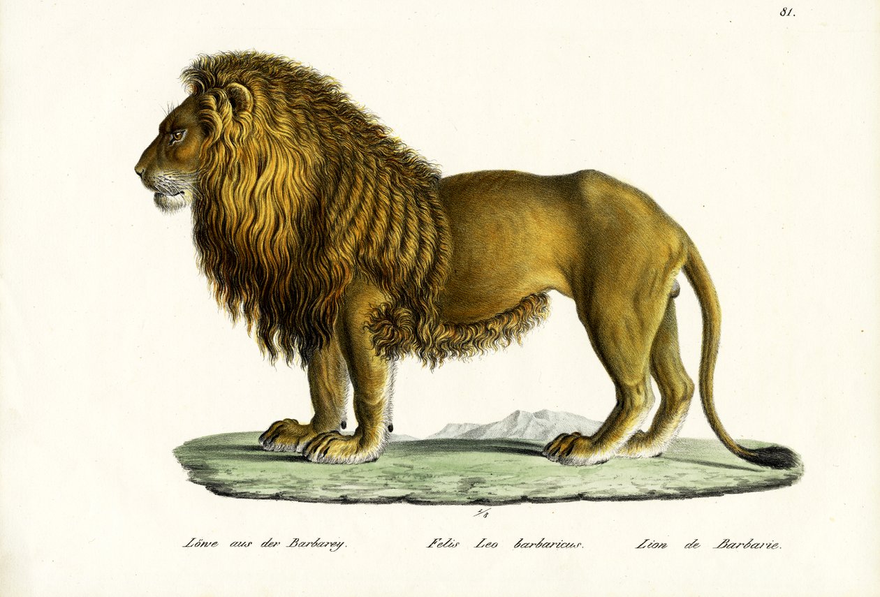 Leão de Barbary, 1824 de Karl Joseph Brodtmann