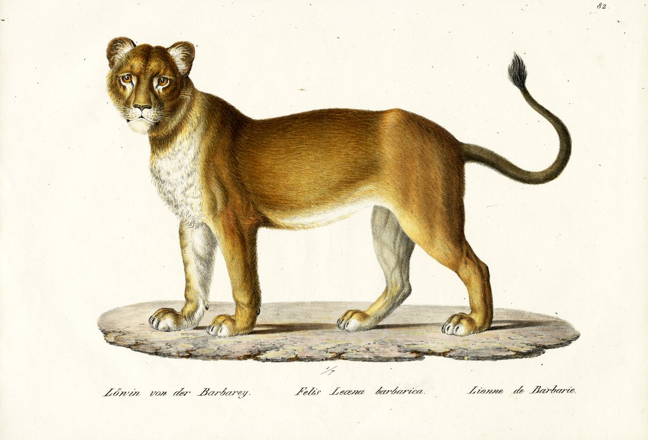 Leoa de Barbary, 1824 de Karl Joseph Brodtmann