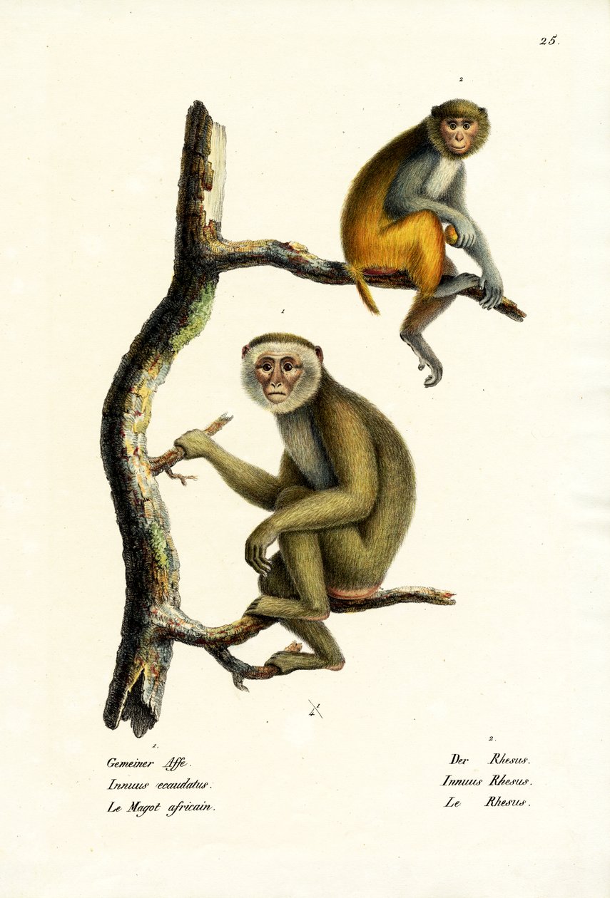 Barbary Macaque, 1824 de Karl Joseph Brodtmann