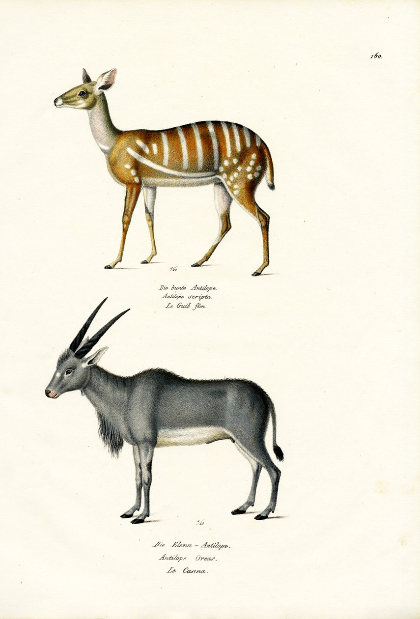 Bushbuck, 1824 de Karl Joseph Brodtmann