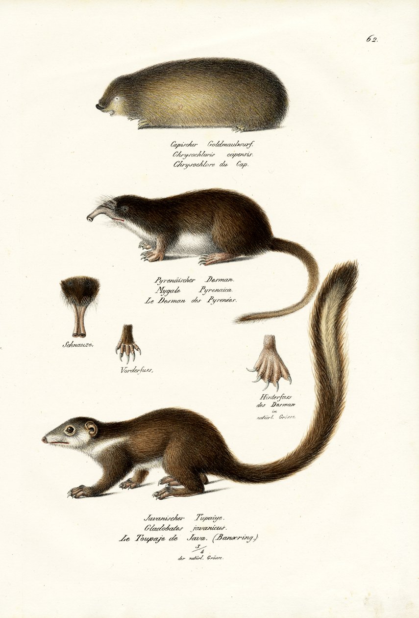 Cape Golden Mole, 1824 de Karl Joseph Brodtmann