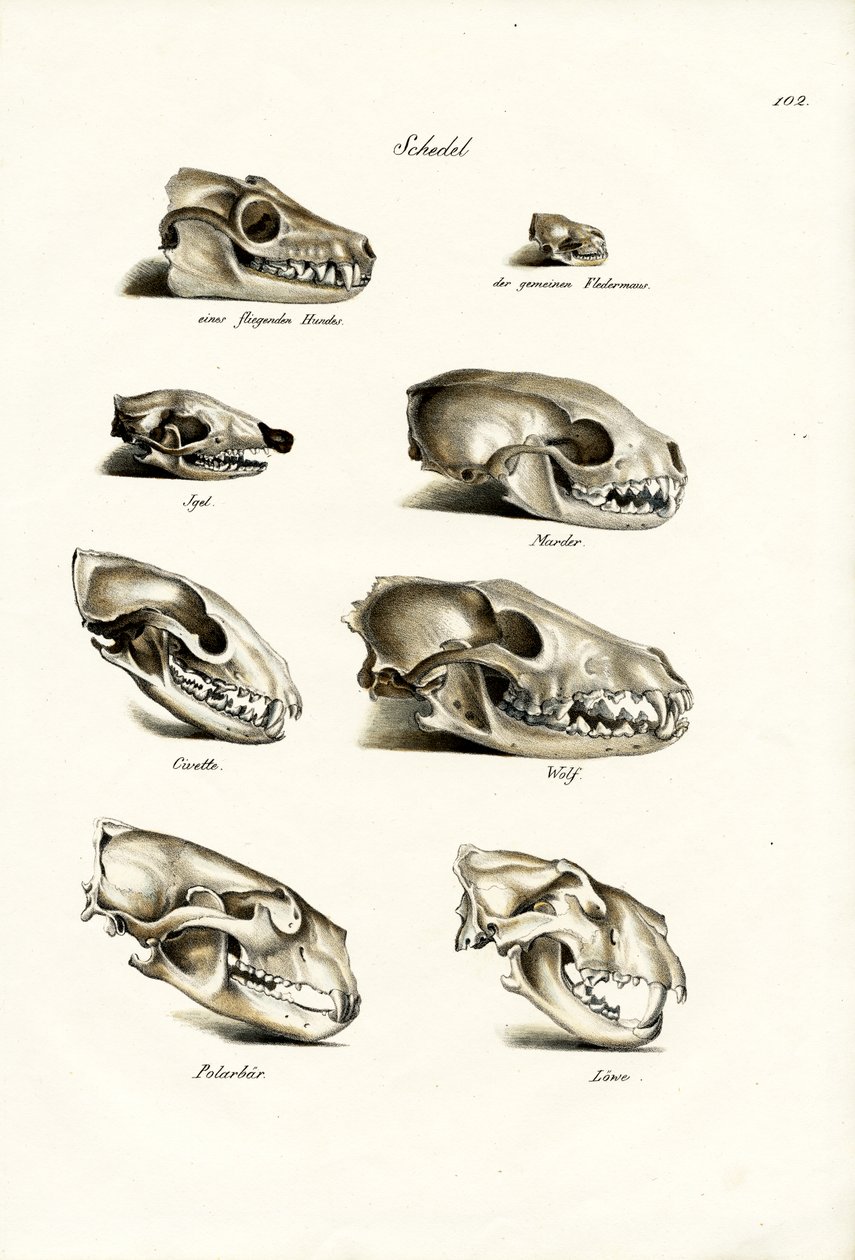 Crânios dos carnívoros, 1824 de Karl Joseph Brodtmann