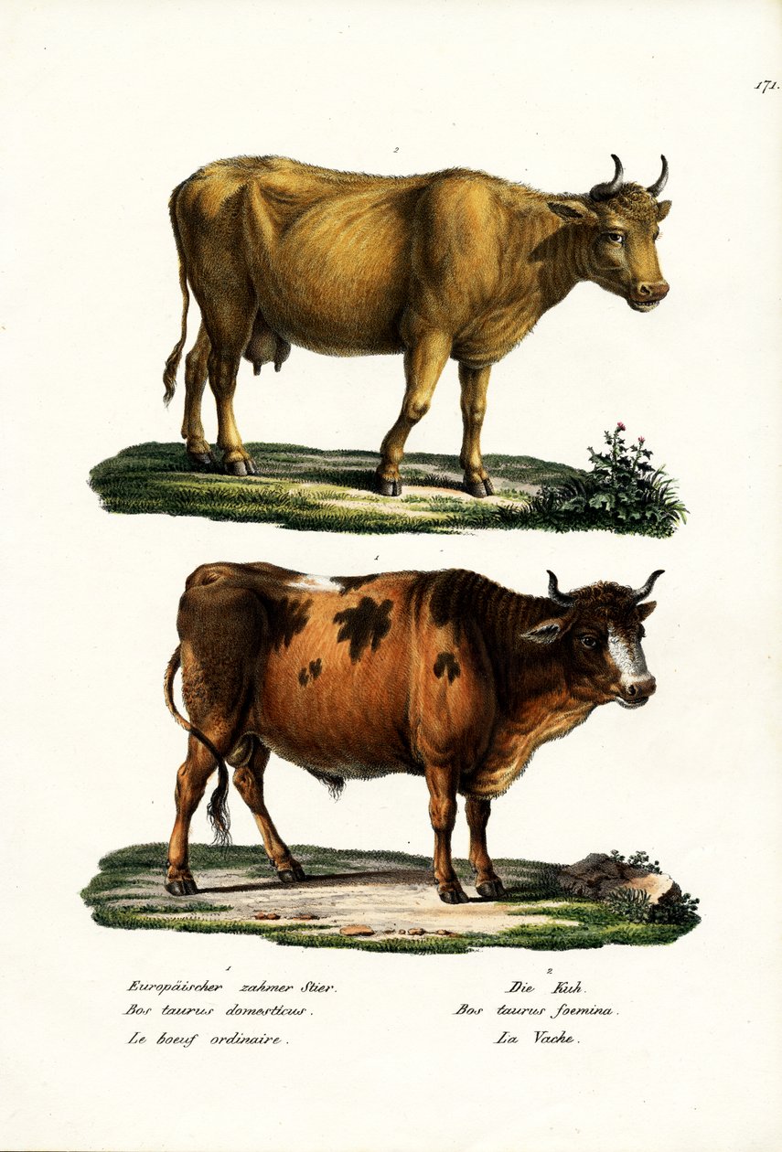 Gado, 1824 de Karl Joseph Brodtmann