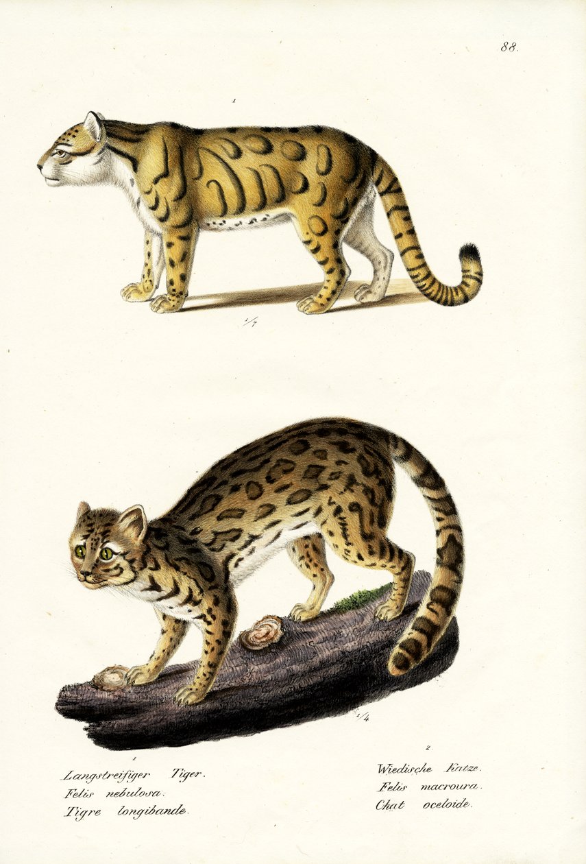 Leopardo nublado, 1824 de Karl Joseph Brodtmann