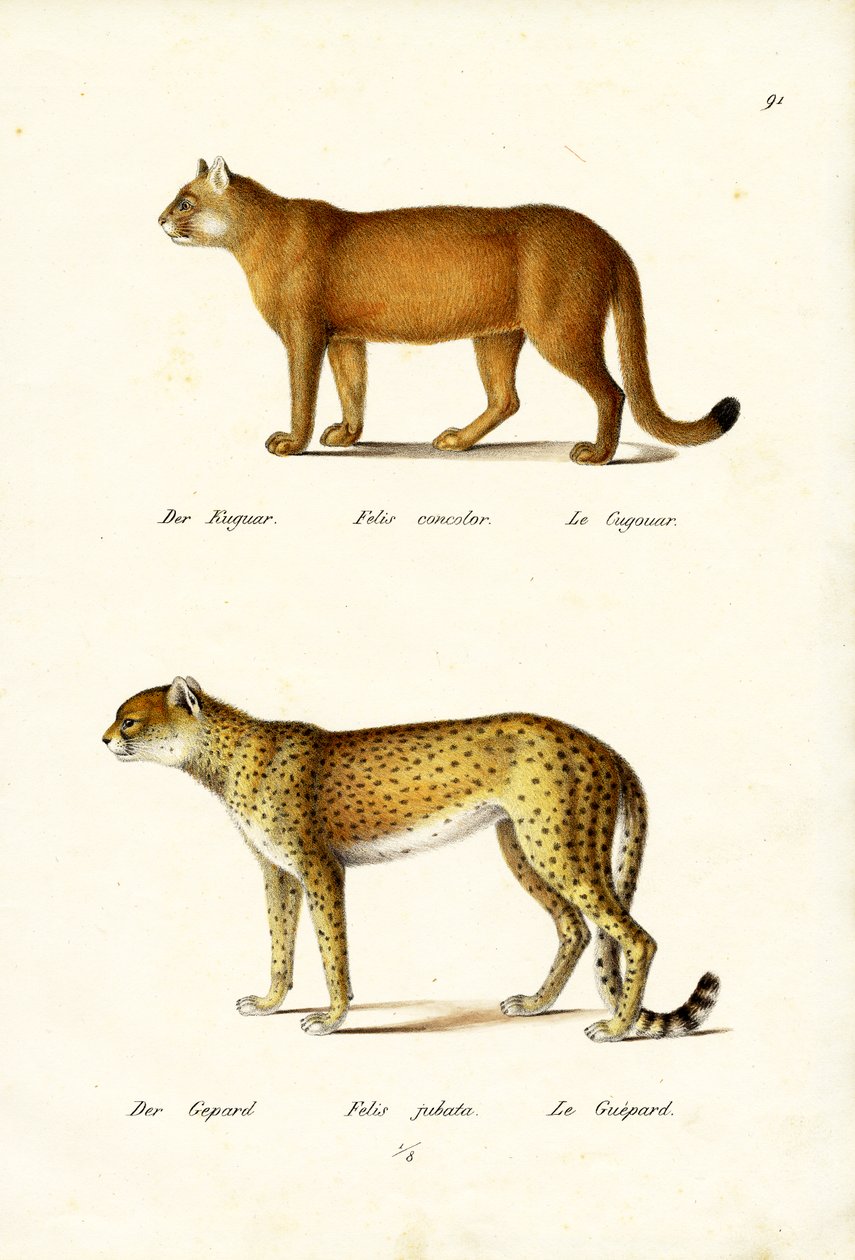 Puma, 1824 de Karl Joseph Brodtmann