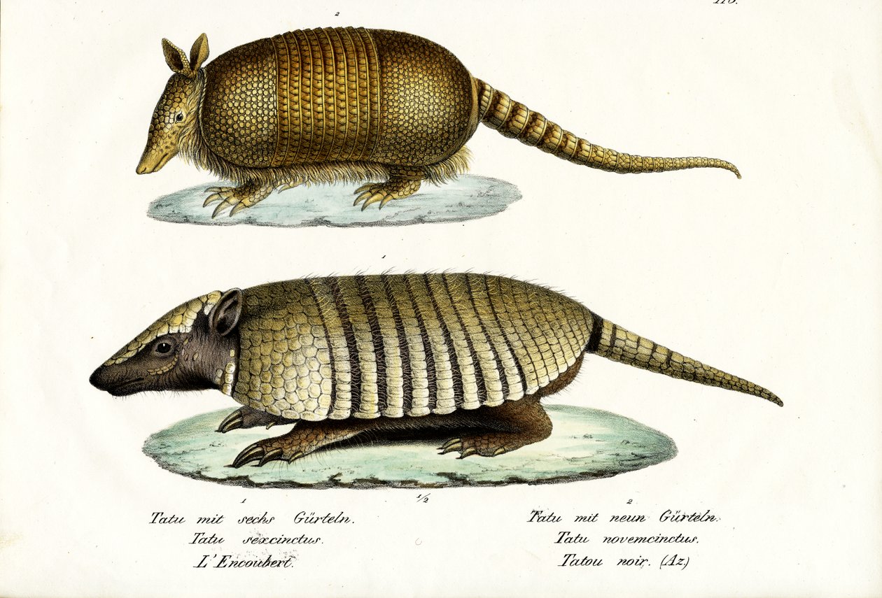 Tipos Diferentes de Tatus, 1824 de Karl Joseph Brodtmann