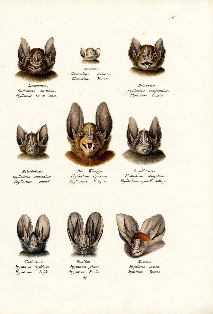 Diferentes tipos de morcegos, 1824 de Karl Joseph Brodtmann