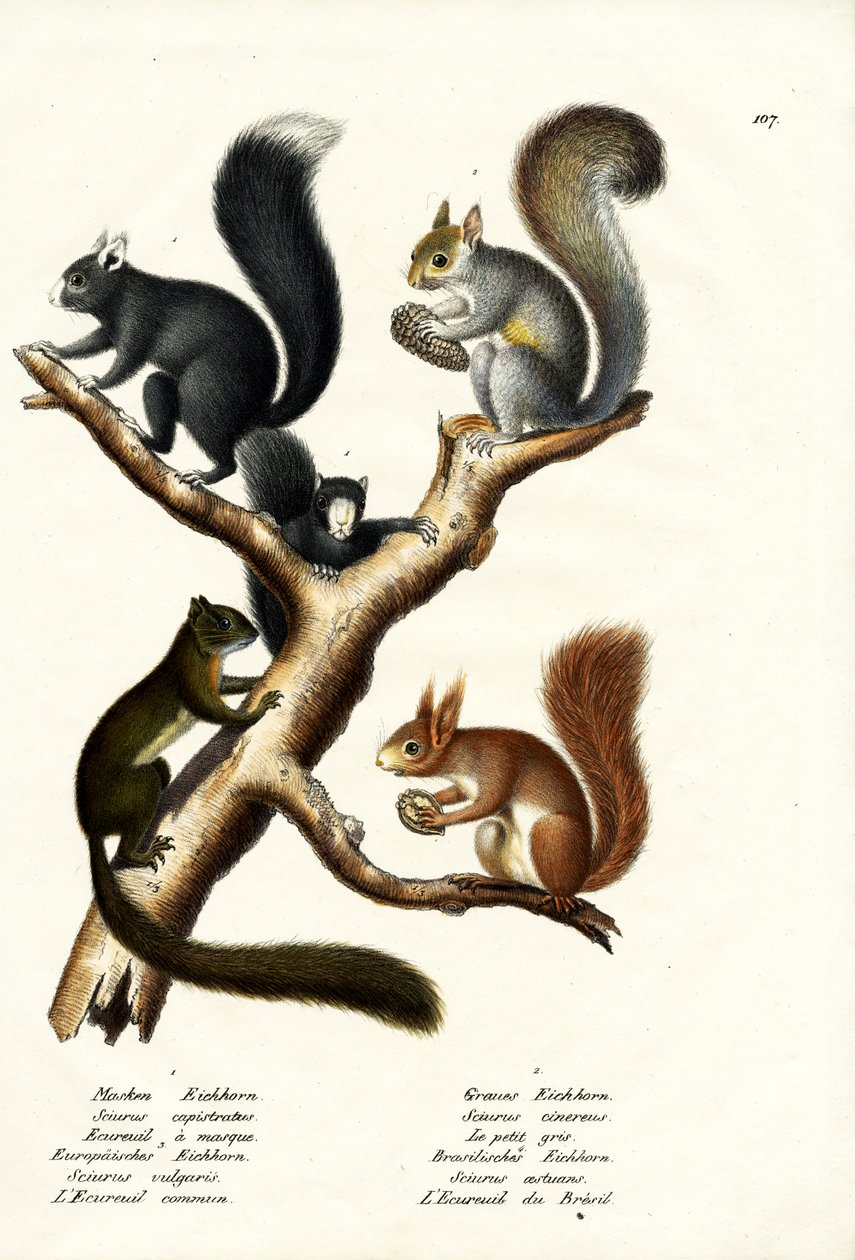 Tipos Diferentes De Esquilos, 1824 de Karl Joseph Brodtmann