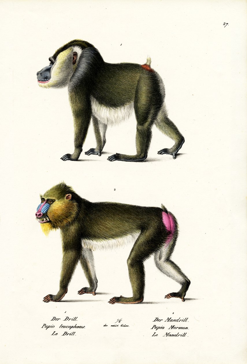 Broca, 1824 de Karl Joseph Brodtmann