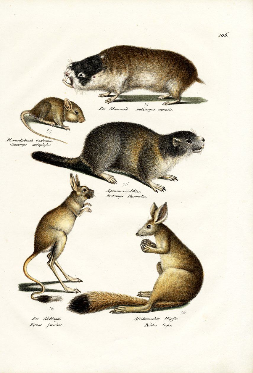 Duna Mole, 1824 de Karl Joseph Brodtmann