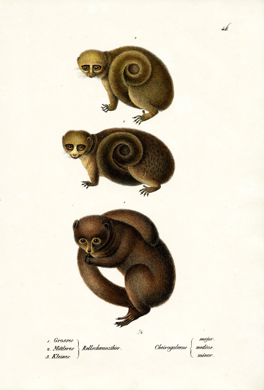 Lemur Anão, 1824 de Karl Joseph Brodtmann