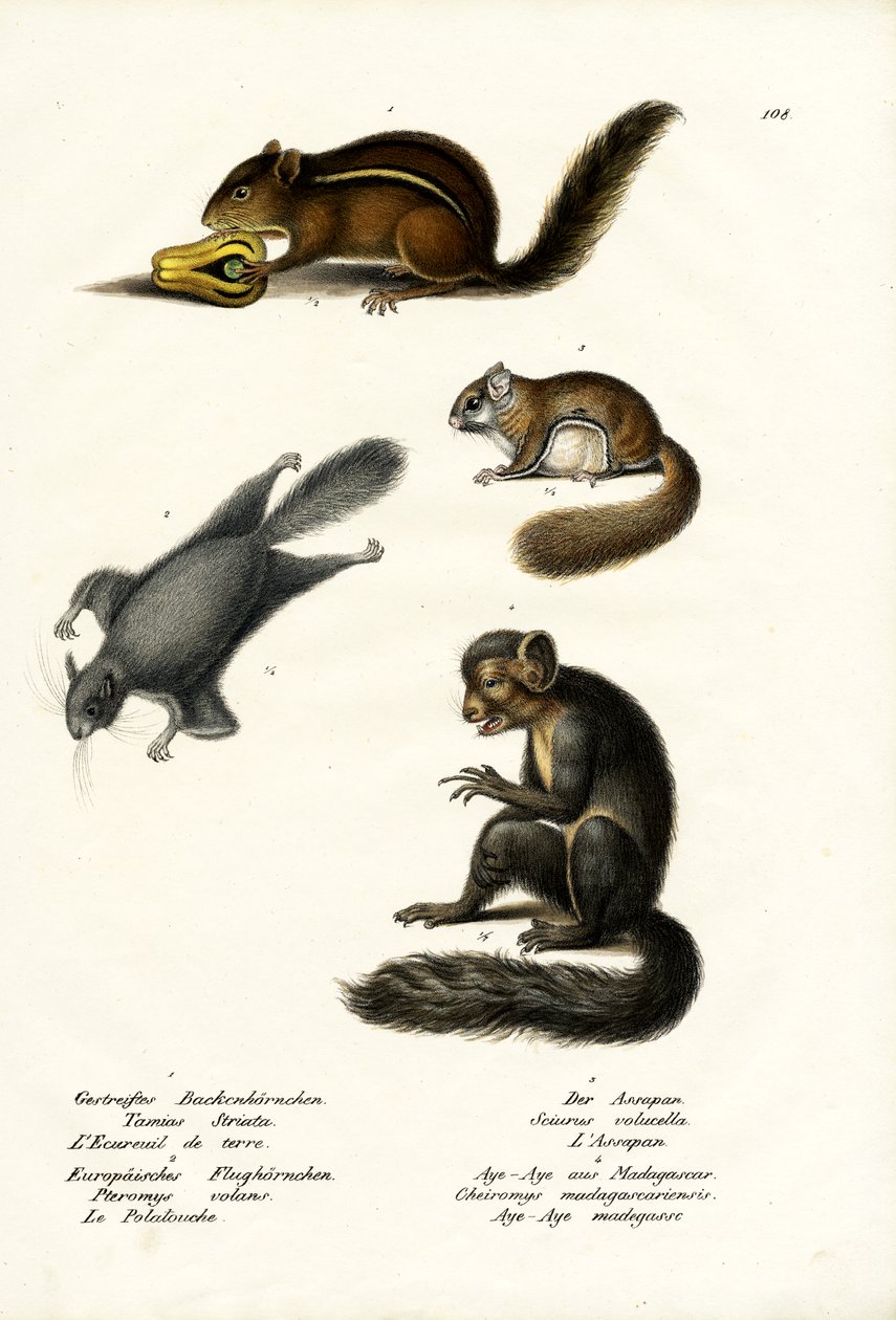 Esquilo Oriental, 1824 de Karl Joseph Brodtmann