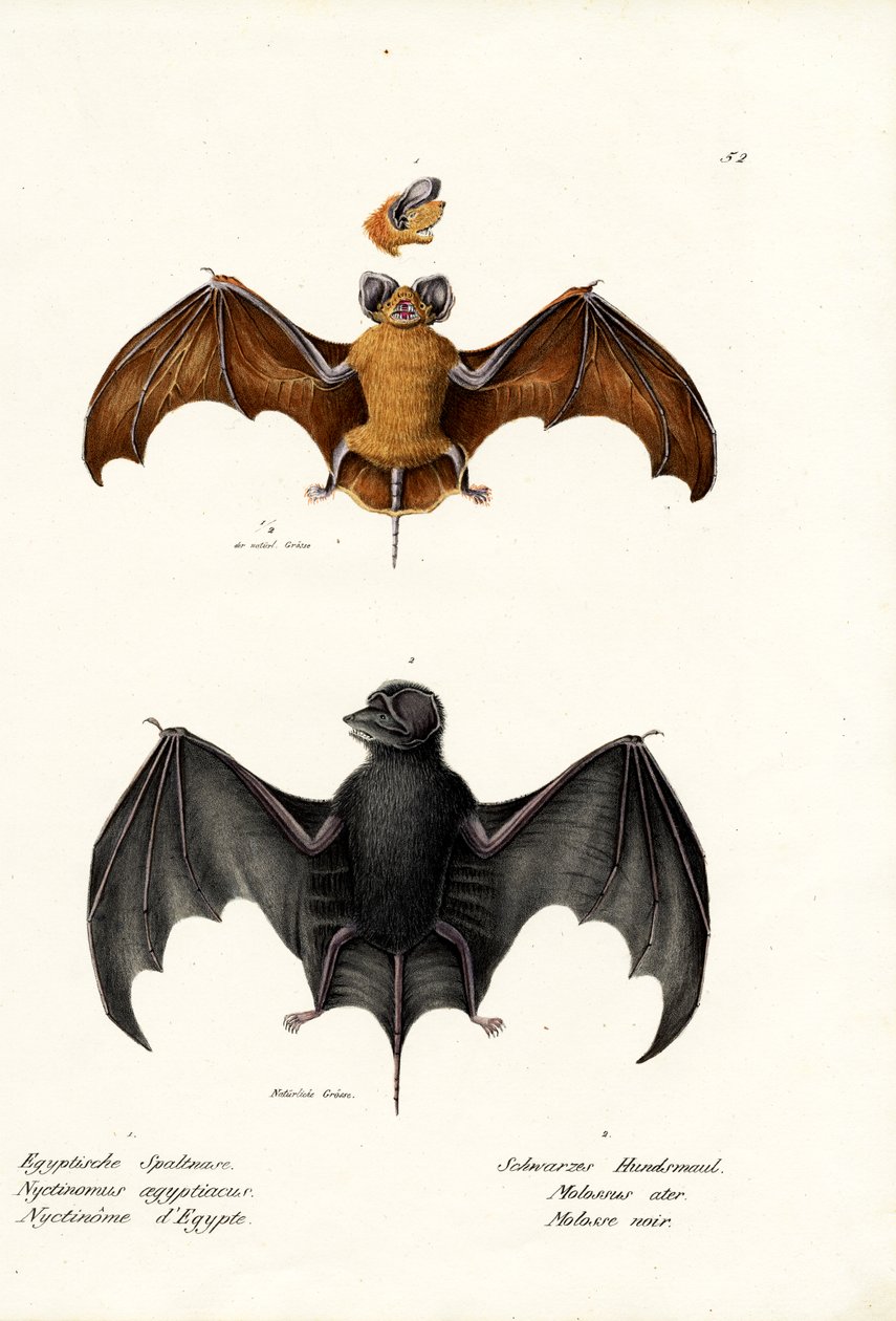 Bastão de cauda livre egípcia, 1824 de Karl Joseph Brodtmann