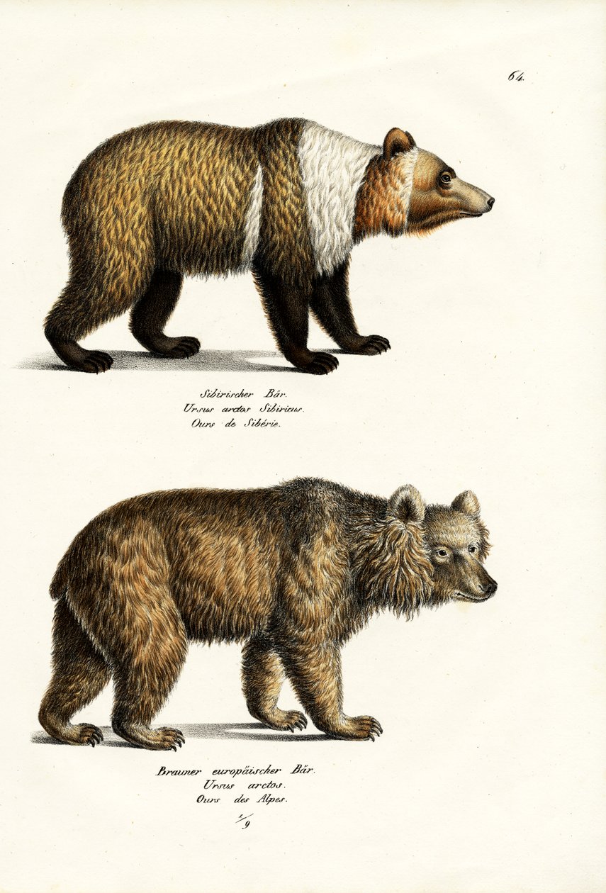 Urso Marrom Europeu, 1824 de Karl Joseph Brodtmann