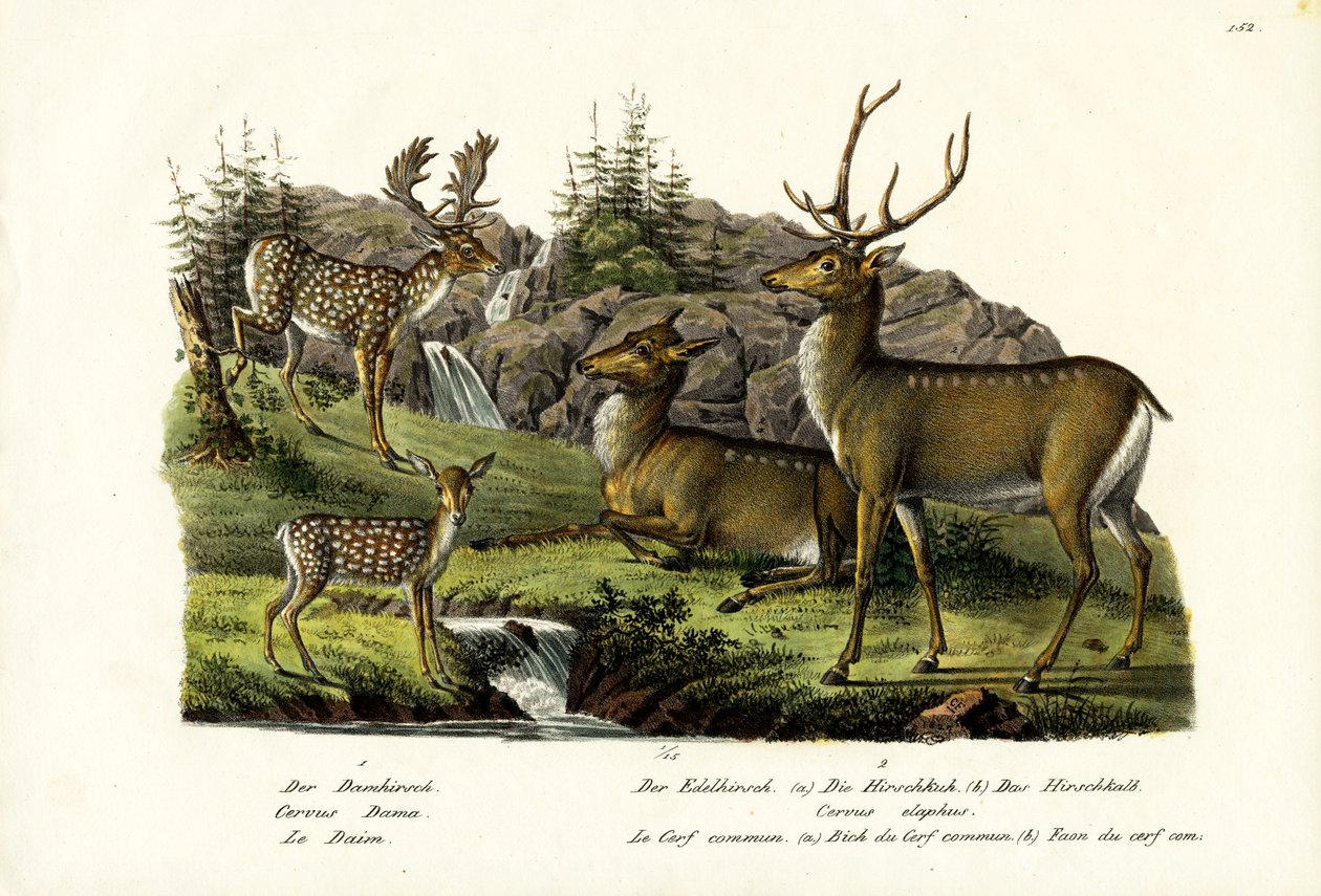 Gamo, 1824 de Karl Joseph Brodtmann