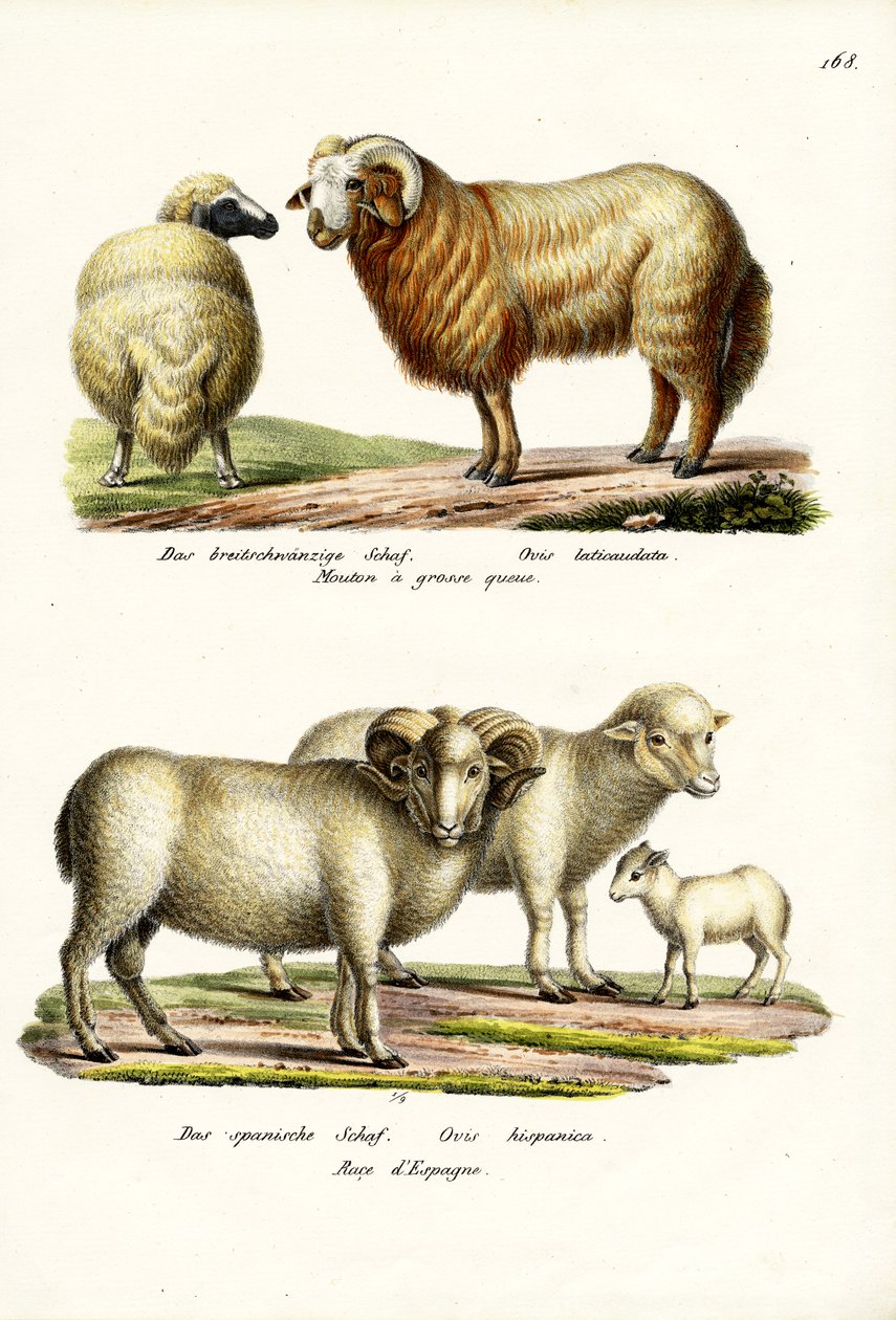 Ovelhas de Cauda Gorda, 1824 de Karl Joseph Brodtmann