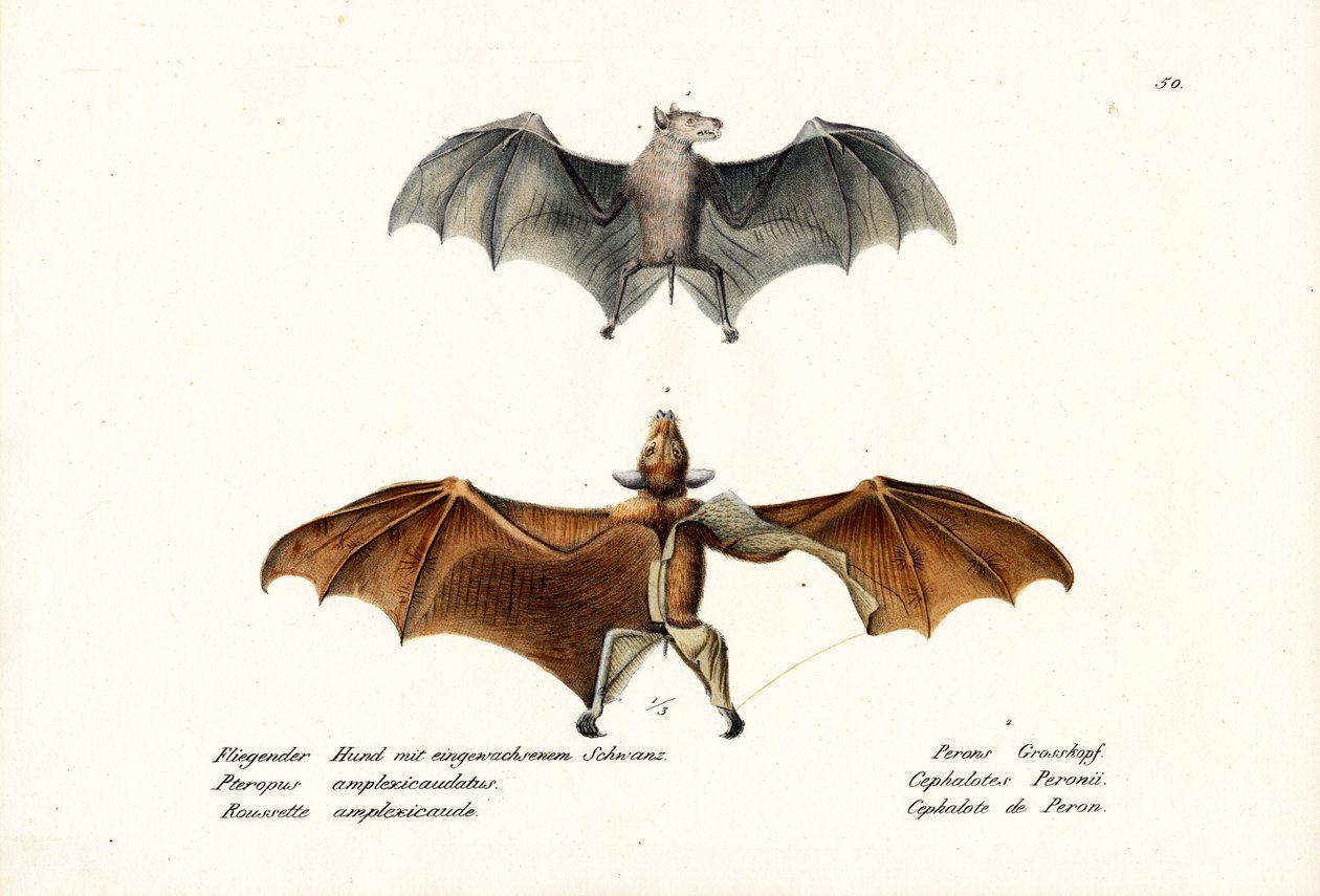 Raposas Voadoras, 1824 de Karl Joseph Brodtmann
