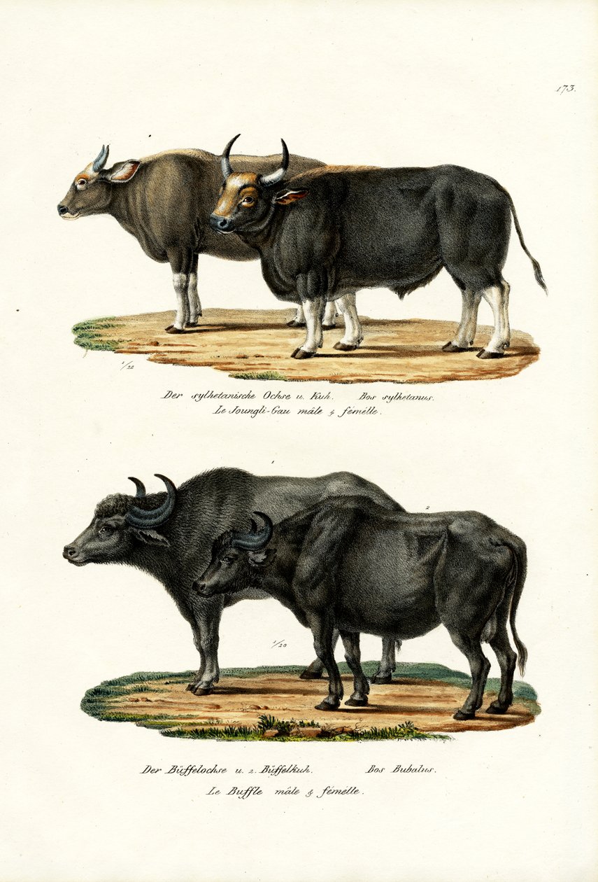 Hoje, 1824 de Karl Joseph Brodtmann