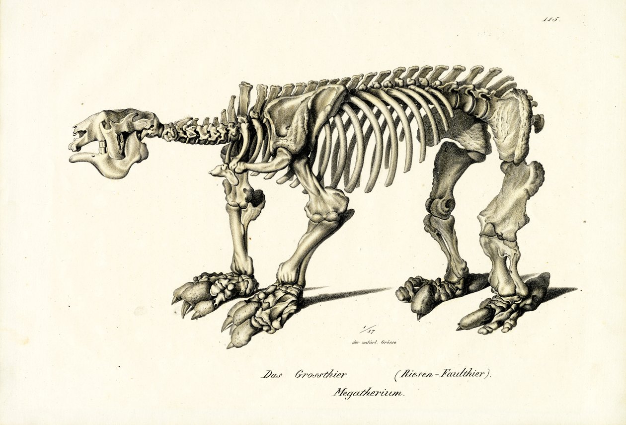 Preguiça Terrestre Gigante, 1824 de Karl Joseph Brodtmann