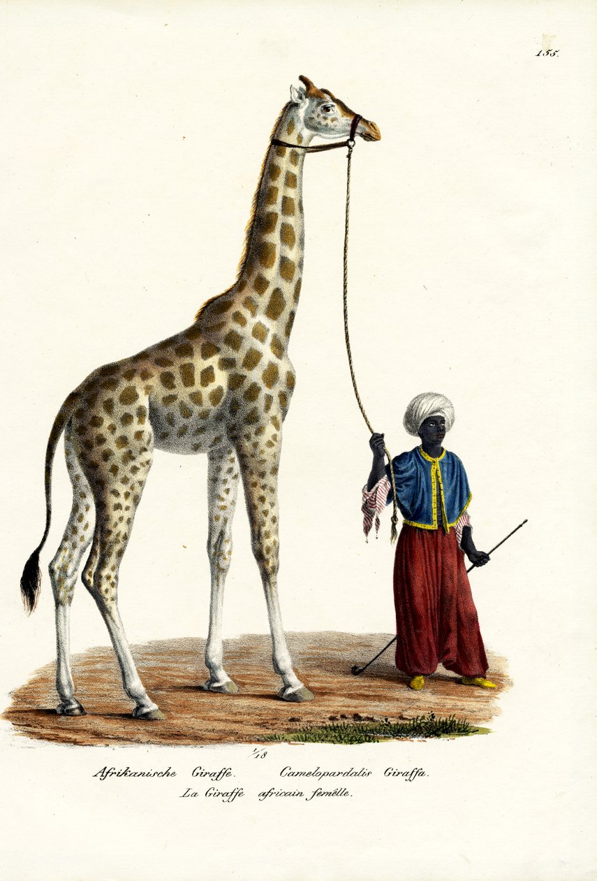 Girafa, 1824 de Karl Joseph Brodtmann