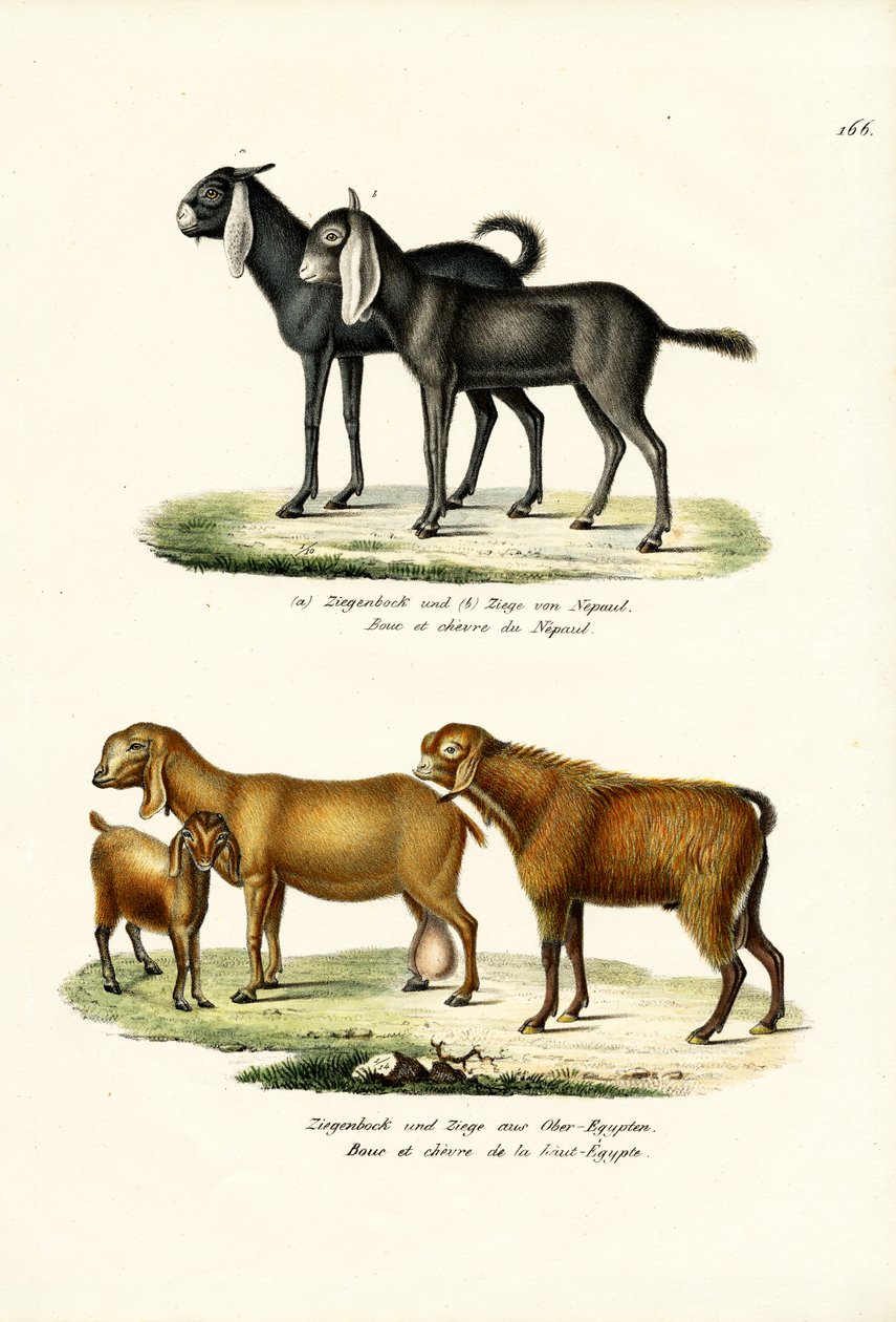 Cabra, 1824 de Karl Joseph Brodtmann