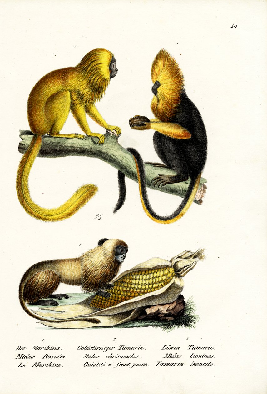 Mico-leão-dourado, 1824 de Karl Joseph Brodtmann