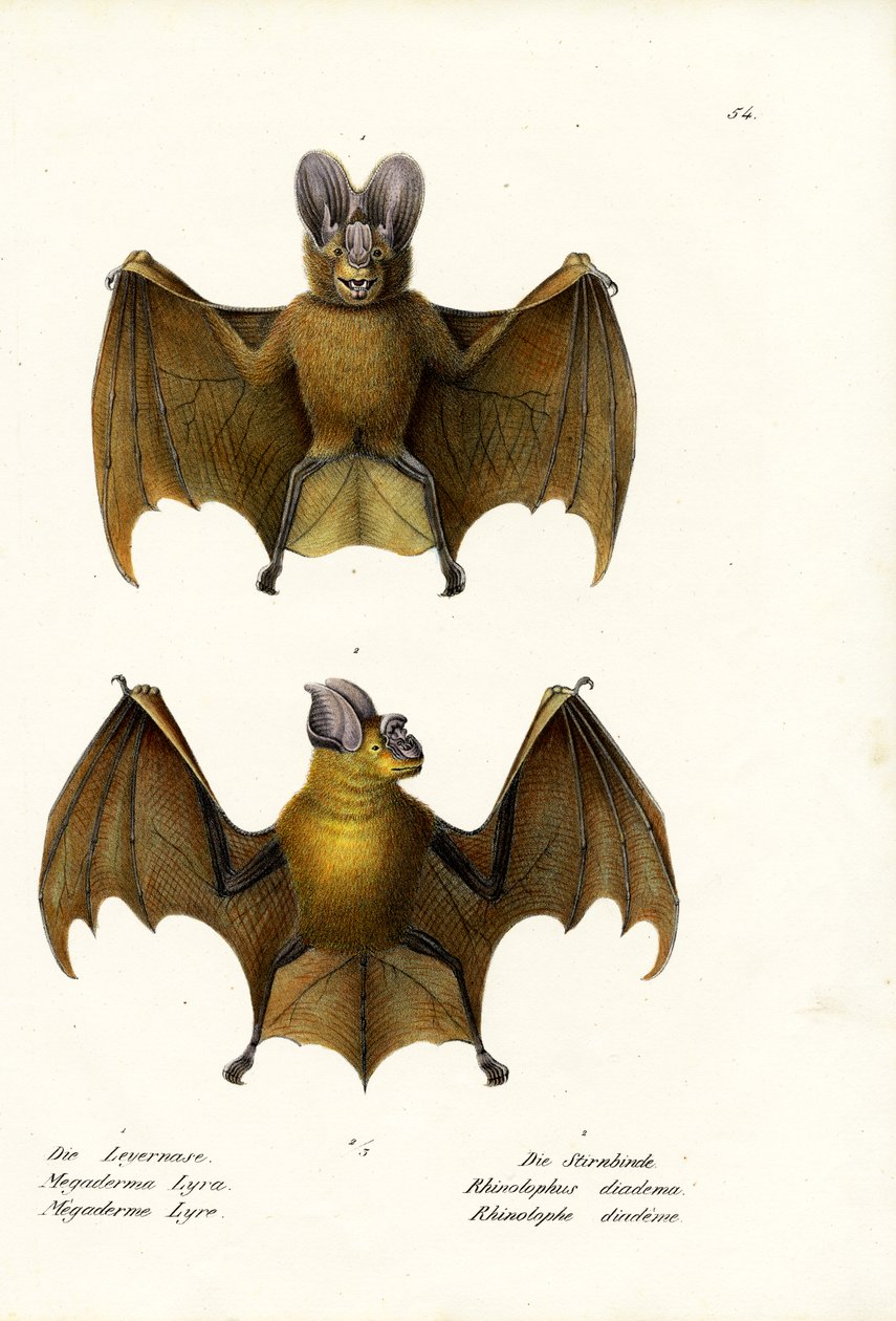 Maior Morcego Vampiro Falso, 1824 de Karl Joseph Brodtmann