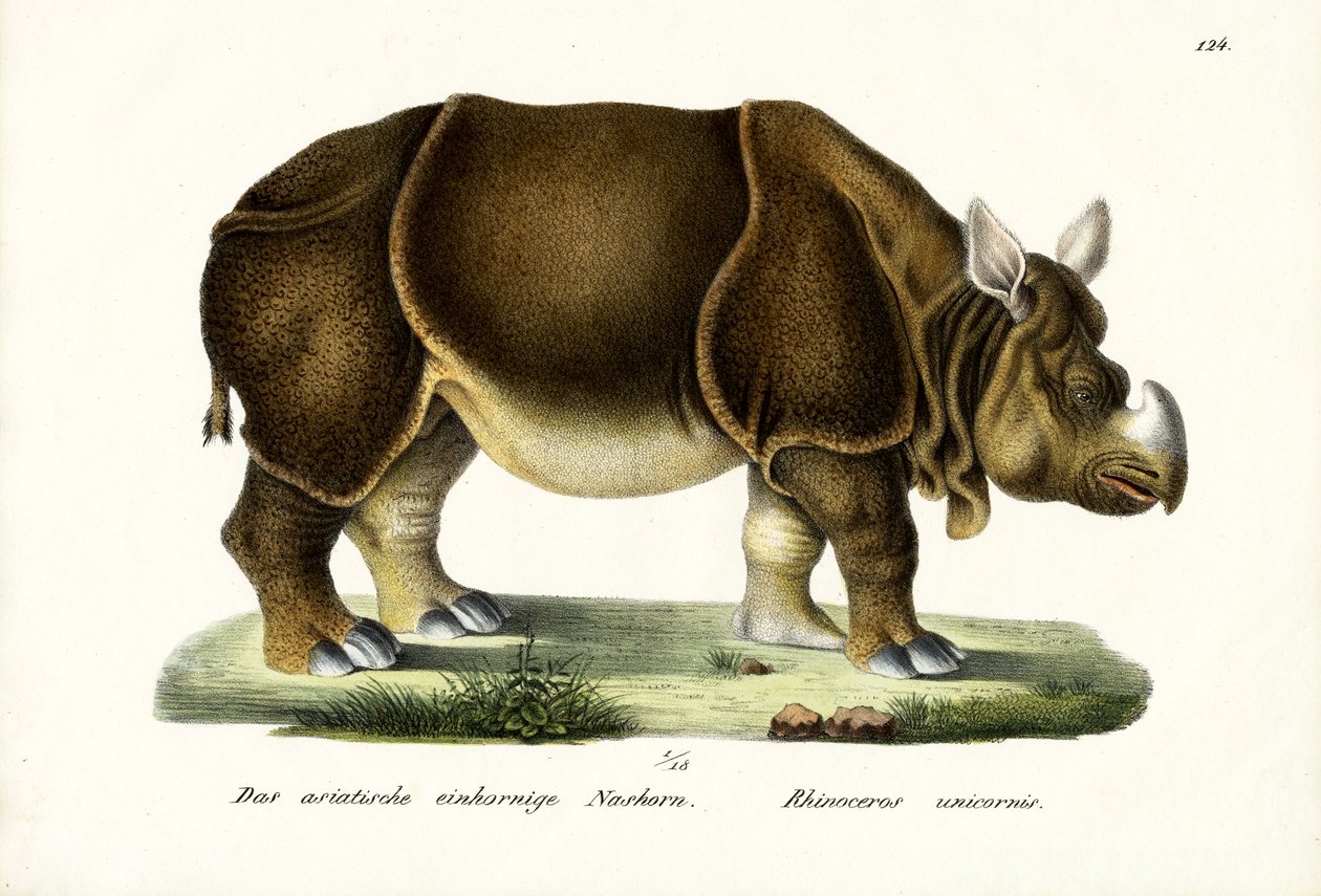 Rinoceronte Indiano Maior, 1824 de Karl Joseph Brodtmann