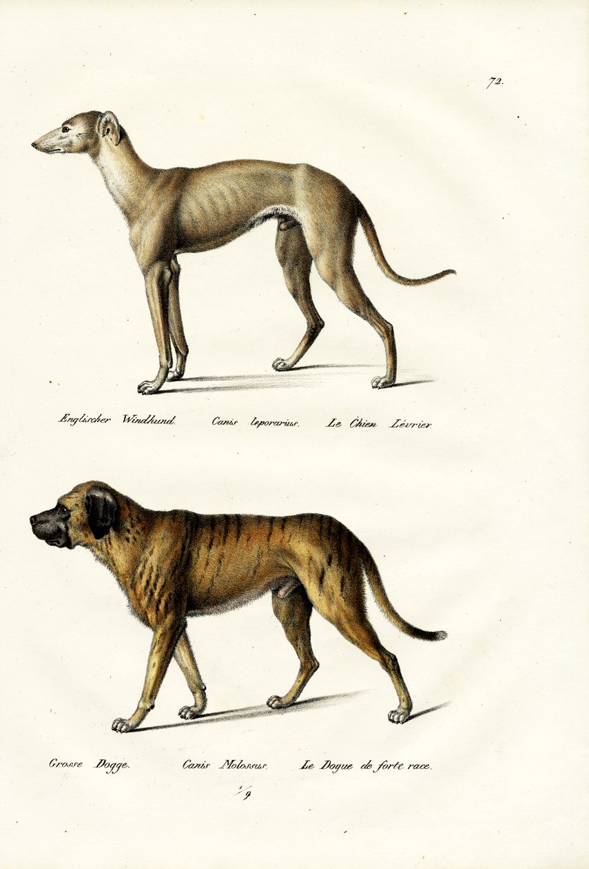 Galgo, 1824 de Karl Joseph Brodtmann