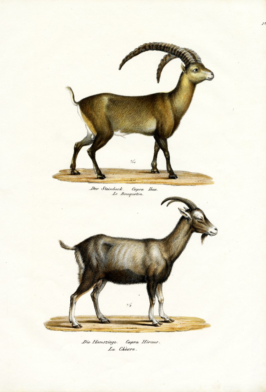 Ibex, 1824 de Karl Joseph Brodtmann