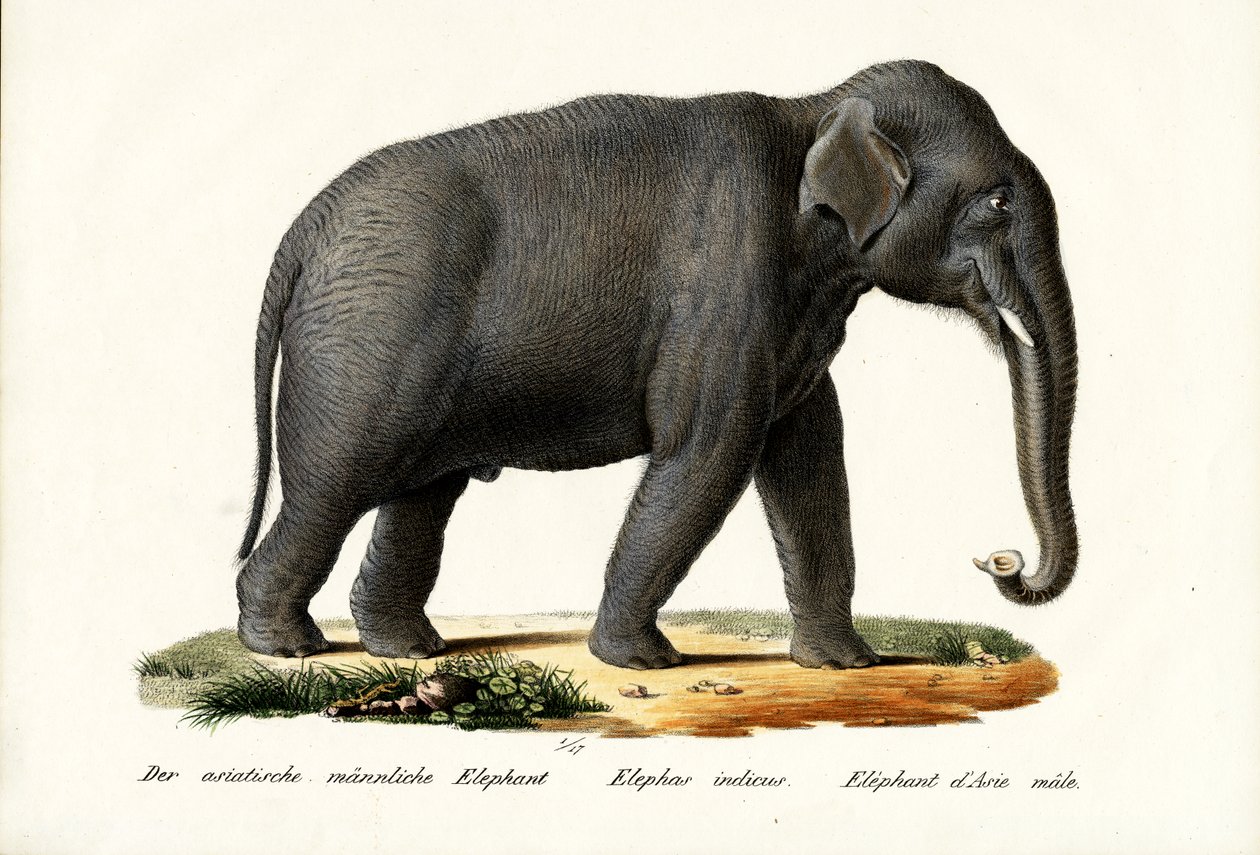 Elefante Indiano, 1824 de Karl Joseph Brodtmann