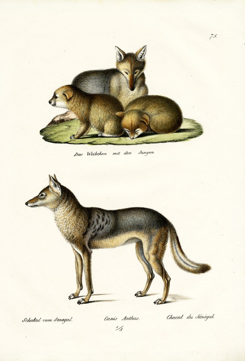 Chacal, 1824 de Karl Joseph Brodtmann