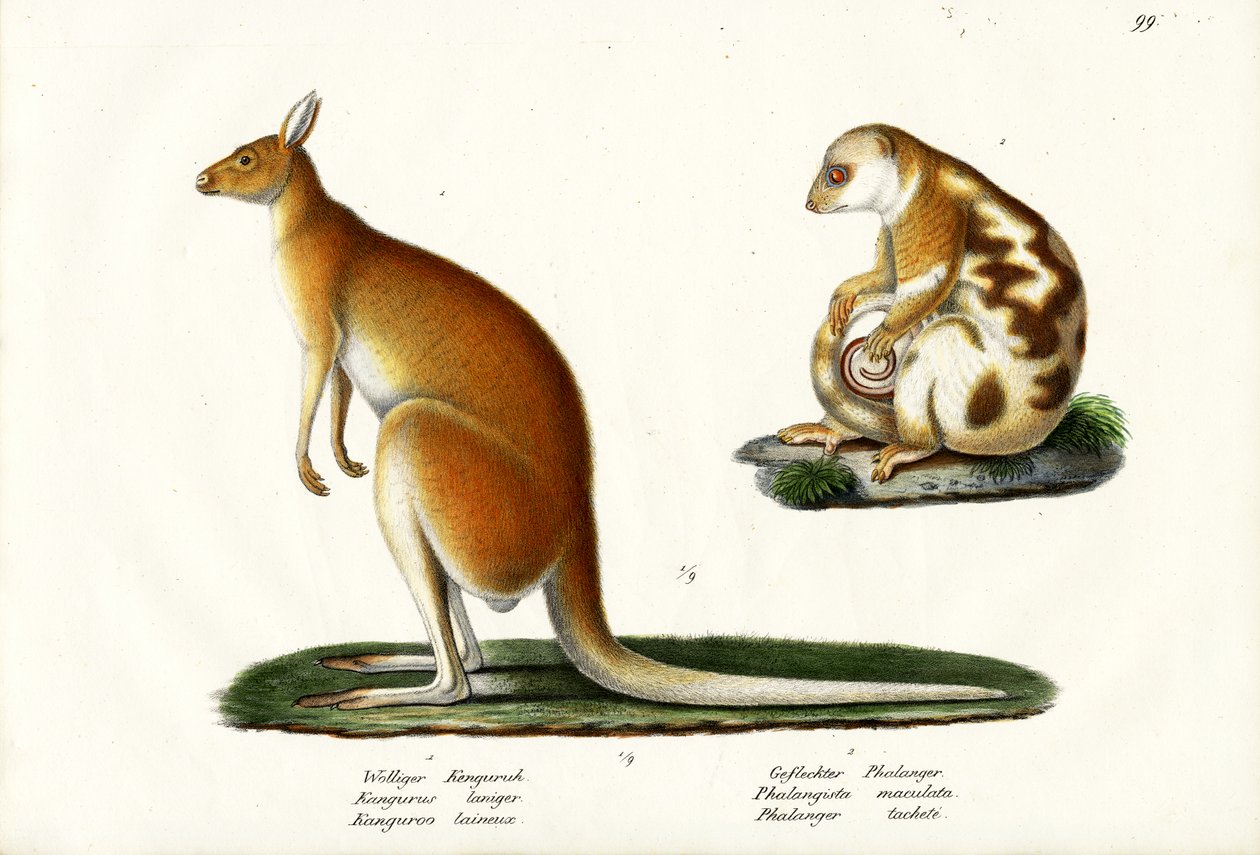 Canguru, 1824 de Karl Joseph Brodtmann