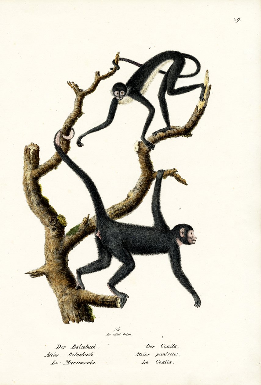 Macaco-aranha-de-cabelos compridos, 1824 de Karl Joseph Brodtmann